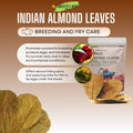 Premium Indian Almond Leaves. 40 Leaves 8-10 inchs. Catappa Leaves Rich in Tannin. Vacuum Packet. Awsome Aquarium Decora