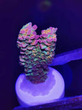 Aquarium Choice Ceramic Coralline Coral Frag Plugs 60 Pack