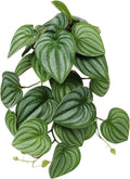 Fake Calathea Orbifolia, Reptile Terrarium Suction Plants