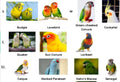 Pet Parrot Bird Harness Leash Adjustable Bird Flying Harness Traction Rope with Cute Wing for Parrots Pigeons Budgerigar