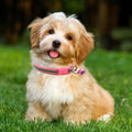 Hot Pink XXS Puppy Dog Collar with Bell Leash Set Reflective Cat Collars XS