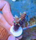 Aquarium Choice Ceramic Coralline Coral Frag Plugs 60 Pack