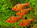 Guppy Micro Sinking Granules, Color Enhancing and Spirulina Mix for Guppies, Tetras, All Live Bearers, Baby Cichlids...W