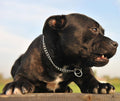 Slip Dog Chain Collars, Stainless Steel Training Dog Collars for Large Dogs
