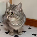 FURLINGDA Cat Pearl Necklace, Small Dog Teddy Necklace Jewelry Chihuahua York Girl Pearl Jewelry, Puppy Accessories, Pet Necklace Gift
