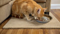 6 PCS Thickened Stainless Steel Cat Bowls, 5.5 Inch Shallow Wide Flat Metal Kitten Food Bowls, Whisker Friendly Fatigue 