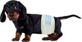 BV Dog Diapers Male Small (Waist 12-19in) Super Absorbent - 50 Count Disposable - Doggie Diapers with Wetness Indicator 