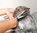 Pets vv 7.5" Curved Dog Grooming Scissors with Safety Round Tips, Light Weight Professional Pet Grooming Shears Stainless Steel for Dogs Cats Pets