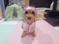 Pet Raincoat,Small Dog Waterproof Puppy Raincoat Coat Transparent Pet Dog Rainwear Clothes for Small Dogs Cats (S, Pink)