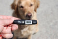 TEMPUP Dog Paw Saver - Keep Your Dog Safe and Healthy All Summer, Avoid Pavement Burns - for All Breeds/Surfaces, Pocketsize, Easy to Use with Just ONE Click