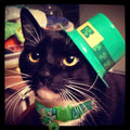BoomBone St Patricks Day Cat Collar with Bell and Shamrocks Charm,Breakaway Small Dog Collar