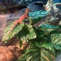 Fake Reptile Plants for Terrarium,Habitat Decor,Artificial Plant