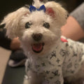 Clipband Puppy Dogs Hair Barrettes Bows with Rubber Bands,Hair Accessories Bow Pet Grooming Cute Pet Small Hair Bowkno