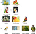 Bird Flight Harness Vest, Parrot Flight Suit with Leash for Parakeets Cockatiels Conures Budgies, Bird Flying Clothes wi
