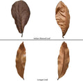 70Pcs Leaf Litter for Reptiles Indian Almond & Longan leaves Substrate