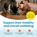 Paramount Pet Health Liquid Glucosamine Chondroitin MSM for Cats, Hip & Joint Support Supplement, Supports Mobility and Flexibility, Senior Cat Liquid Joint Supplement Drops for Daily Care, 2 oz