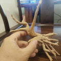 YZHZOM 8pcs Natural Small Spiderwood Driftwood for Aquarium Decor Aquarium Driftwood Freshwater Reptile Driftwood Aquari