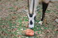 Premium Himalayan Horse Salt Lick 4 Pack 5-6 lbs Each Treat Block | Equine Mineral Salt Block with 36" Rope | Treats for