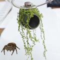 4Pcs Jumping Spider Enclosure Accessories Cocoon-Shaped Jumping Spider Hideaway with Artificial Moss and 1 Pcs Resting P