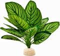 Reptile Plants for Terrarium Decor,Leopard Gecko Tank Plants