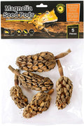 Galapagos (05159) Magnolia Seed Pods for Natural Bioactive Terrariums Provides shelter and Food for microfauna 2-4 inch 