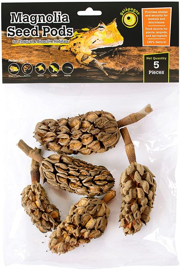 Galapagos (05159) Magnolia Seed Pods for Natural Bioactive Terrariums Provides shelter and Food for microfauna 2-4 inch 