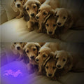 JacobsParts UV Flashlight Black Light, Handheld Inspection Blacklight 12 Led 395nm Mini Light Torch for Dog Pet Urine St
