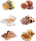 SINKOO 6PCS Hermit Crab Shells Medium to Large, Natural Sea Conch 2.3"-3.5"