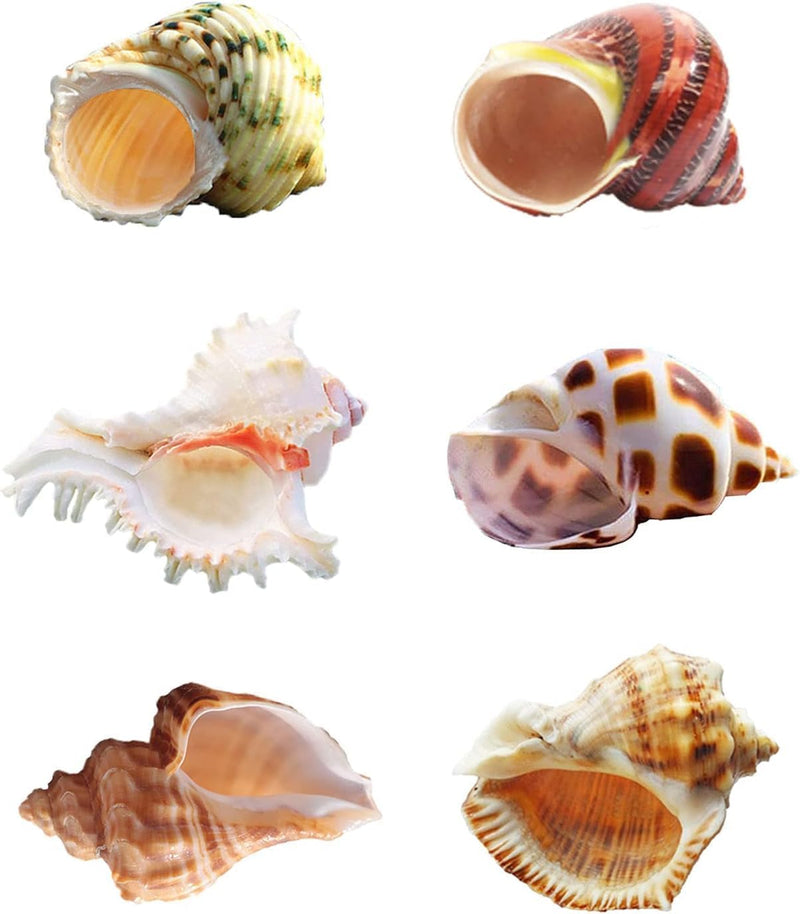 SINKOO 6PCS Hermit Crab Shells Medium to Large, Natural Sea Conch 2.3
