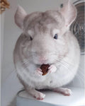 Exotic Nutrition Dried Rose HIPS (3 oz.) - Healthy Natural Treat - Chinchillas, Guinea Pigs, Rabbits, Prairie Dogs, Degu