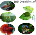 CousDUoBe 2 Pack Betta Fish Leaf Pad Improves Betta's Health by Simulating the Natural Habitat - Natural, Organic, Comfo