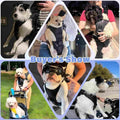 YUDODO Front Pet Carrier Backpack for Small Dog, Legs Out Dog Chest Carrier
