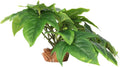 D-fake Sweet Potato Vine
