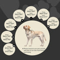 ROZKITCH Cat Neck Protector Wound Cover, Dog Surgery Recovery Suit