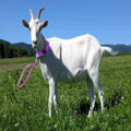 Goat Lead and Goat Collars Set Small Farm Animal Goat Sheep (Blue)