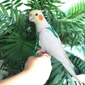 Adjustable Bird Harness and Leash for Yellow Naped Amazons Galah Cockatoos