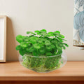 BESPORTBLE Clear Fish Bowl Vase Bubble Bowl Wide Mouth Flower Vase Round Shallow Planter Terrarium Aquatic Plant Pot Daf