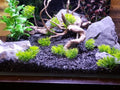 Natural Slate Stone 5 to 7 Inches - USA Sourced and Packaged for Aquascaping Aquariums, Terrariums, Paludariums, Reptile