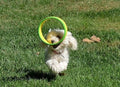 HurriK9 Replacement Dog Exerciser Rings for 100-ft. Flying Ring Launcher | Replacement Rings Only (Launcher Not Included