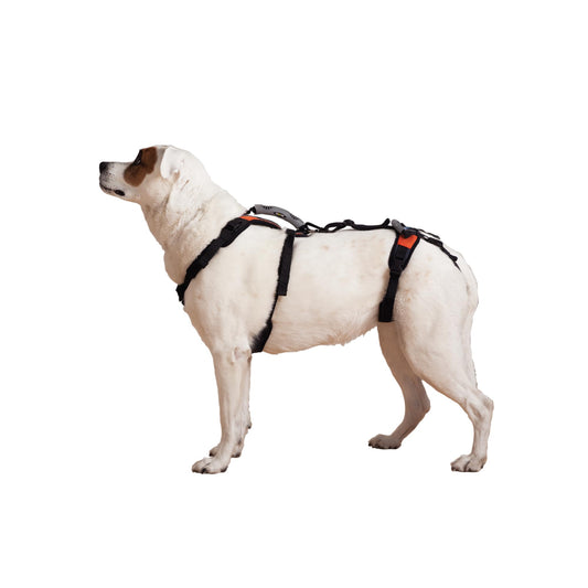 Help 'Em Up® - Dog Lift Harness│ Adjustable Lifting Harness for Dogs │ Full Body Support, Rear Leg Support (Conventional, Medium, 45-80 lbs)