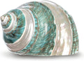 Hermit Crab Shells | Turbo Shells | Jade Green Banded Turbo Shell 4"-4.5" | Hermit Crab House for Décor | Plus Free Naut