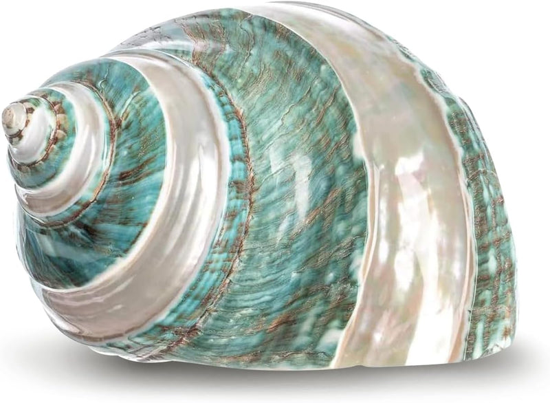 Hermit Crab Shells | Turbo Shells | Jade Green Banded Turbo Shell 4