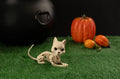 Crazy Bonez Cute Skeleton Cat