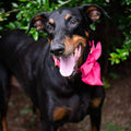 Hot Pink Dog Collar with Cute Bow Tie for Small Girl Boy Dogs