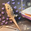 24Pcs Rock Climbing Holds for Bearded Dragons,Reptiles Toy Rock Wall Holds,6 Multi-Size Climbing Rock Wall Grips for Bea