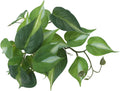 IBWell Fake Reptile Plants for Reptile Terrarium Plants, Reptile Plant Décor, Turtle Tank Plants with Suction Cup