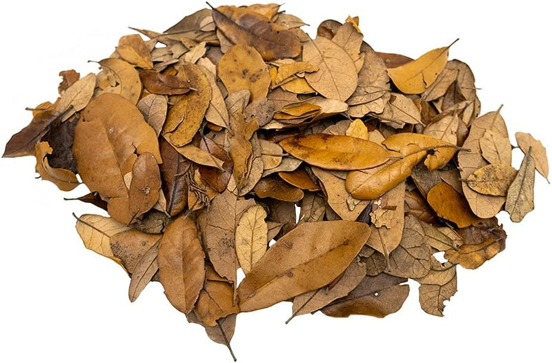 XYZReptiles Premium Live Oak Leaf Litter Isopod Substrate Terrarium Bedding (1 Gallon)