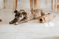 ZippyPaws Burrow- Interactive Dog & Puppy Toys for Boredom, Stimulating Pet Products to Keep them Busy, Hide & Seek Plush Dog Puzzles, Squeaky Toy for Enrichment, For Small & Medium Dogs- Chipmunk Log