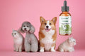 Kennel Cough Drops for Dogs & Cats, 2 Oz
