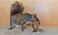 Exotic Nutrition Antler Chews - Safe Small Animal Chew - Natural Source of Healthy Minerals - Chinchilla, Hamster, Degu,